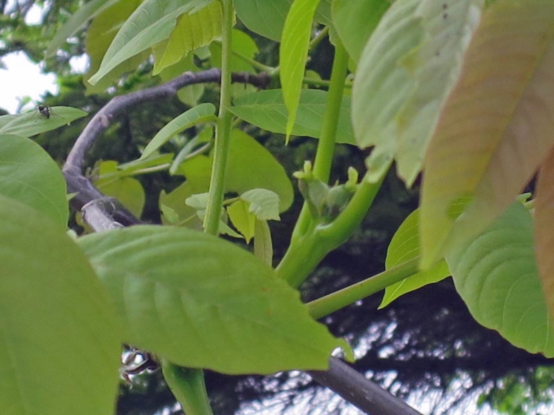 f:id:atarou:20150527065405j:image
