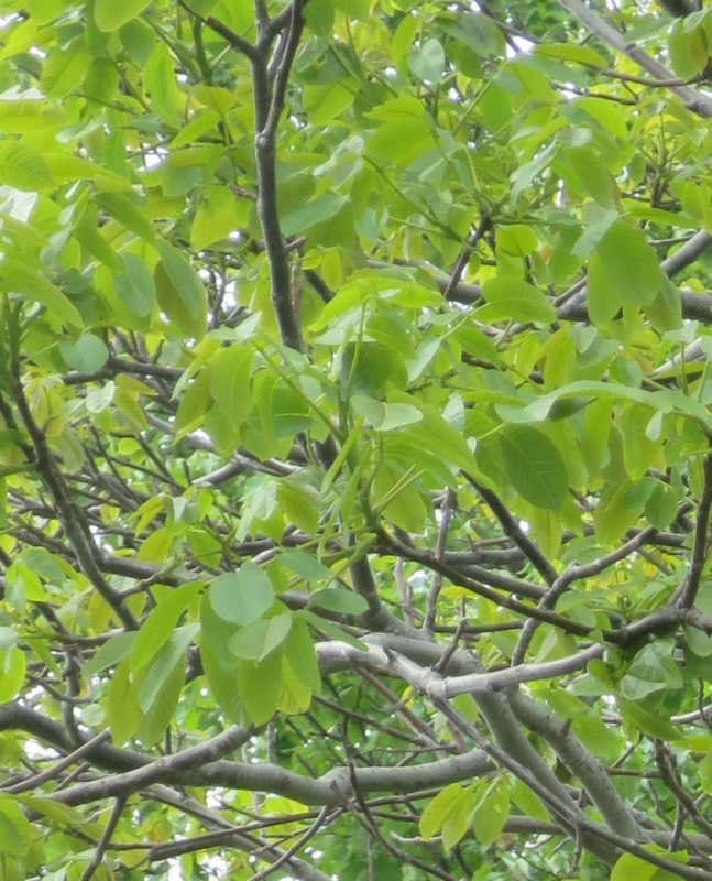 f:id:atarou:20150527065407j:image