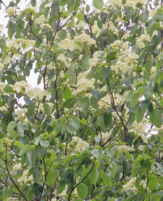 f:id:atarou:20150604064540j:image