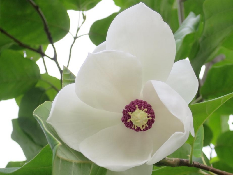 f:id:atarou:20150604070407j:image