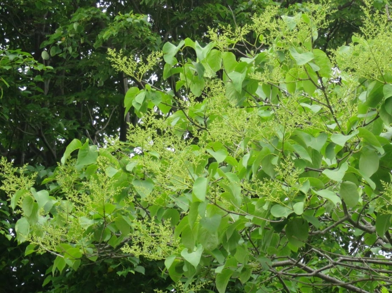 f:id:atarou:20150605065828j:image