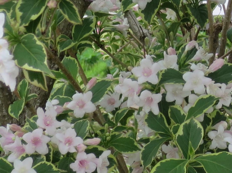 f:id:atarou:20150605065830j:image