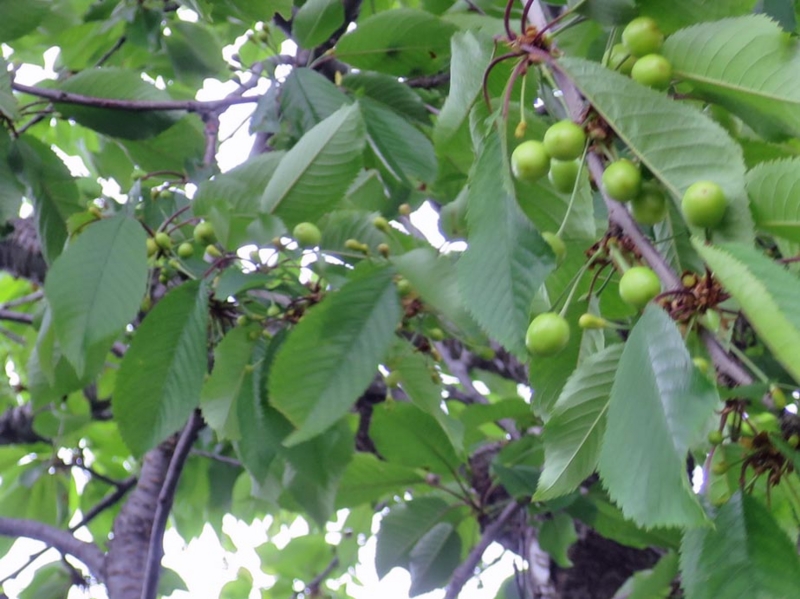 f:id:atarou:20150605070307j:image