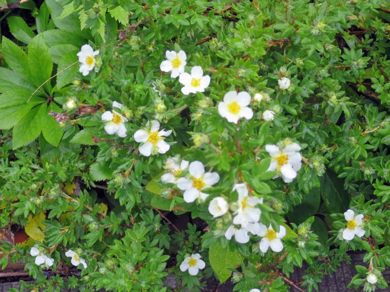 f:id:atarou:20150606062935j:image