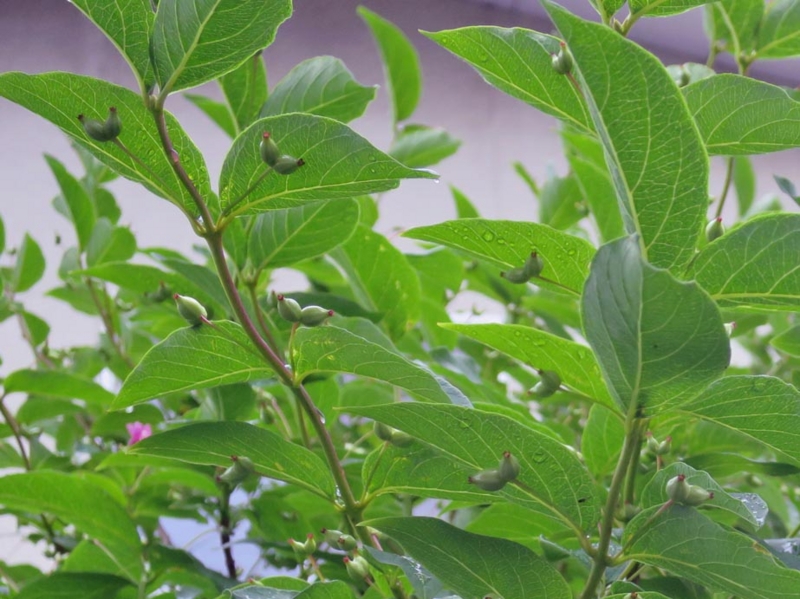 f:id:atarou:20150606064035j:image