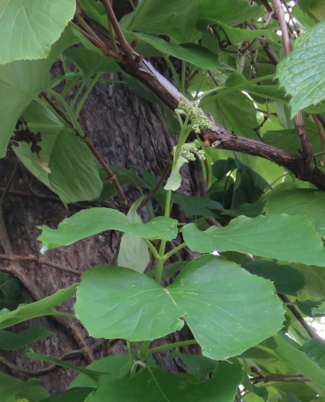 f:id:atarou:20150608062922j:image