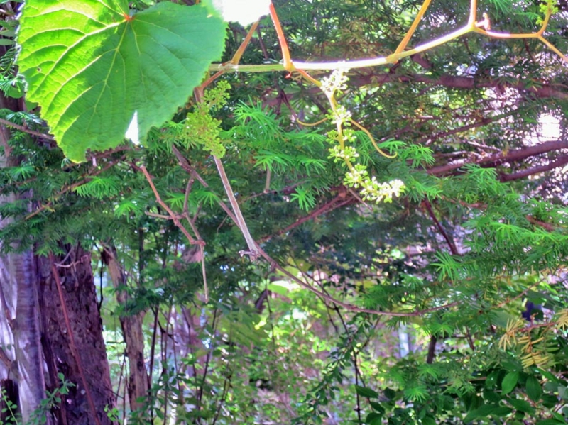 f:id:atarou:20150608065906j:image