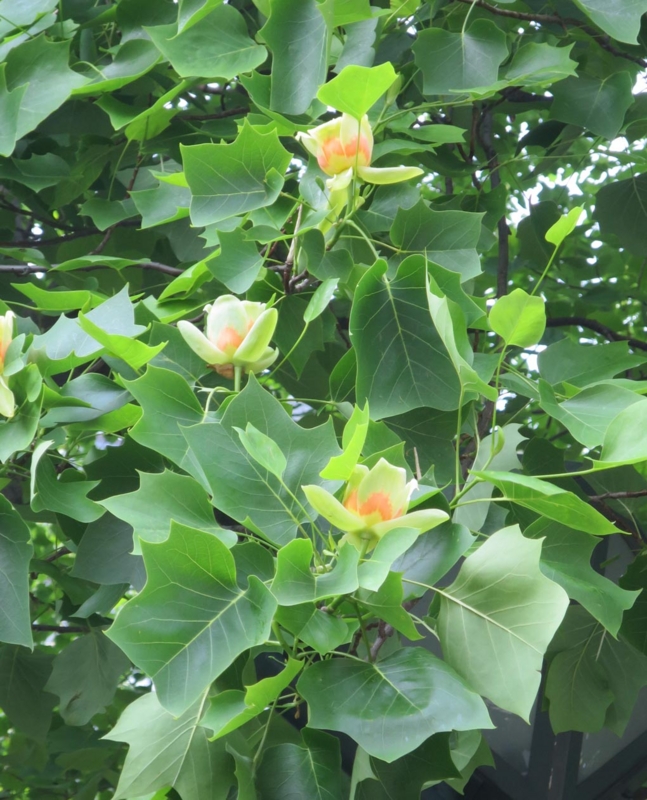 f:id:atarou:20150609064452j:image