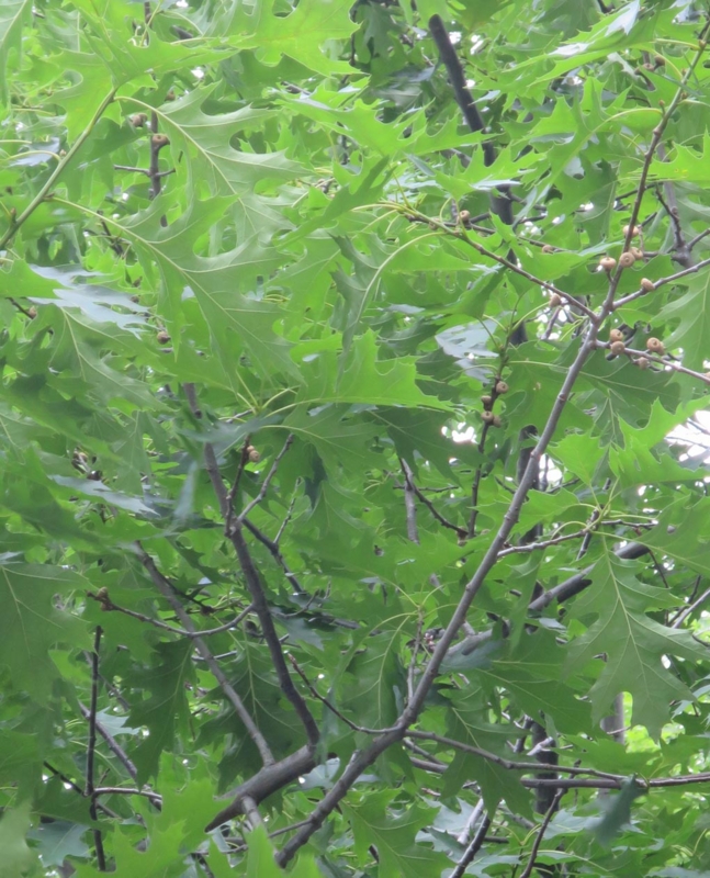 f:id:atarou:20150609065851j:image