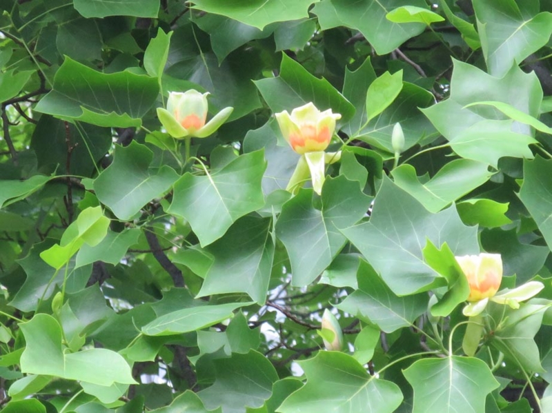 f:id:atarou:20150609070954j:image