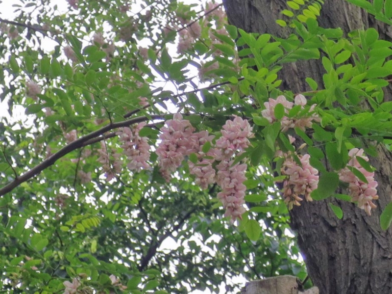 f:id:atarou:20150609071715j:image