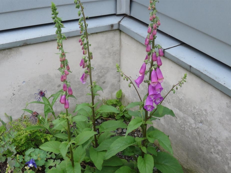 f:id:atarou:20150610063133j:image