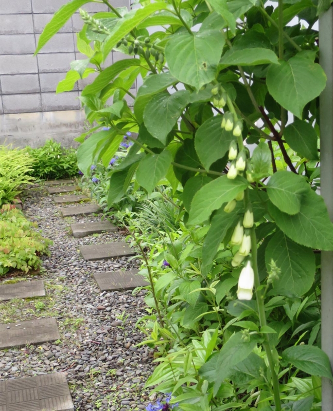 f:id:atarou:20150610063134j:image