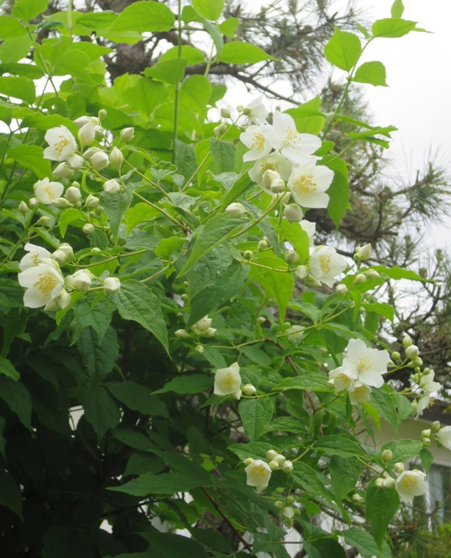 f:id:atarou:20150610063138j:image