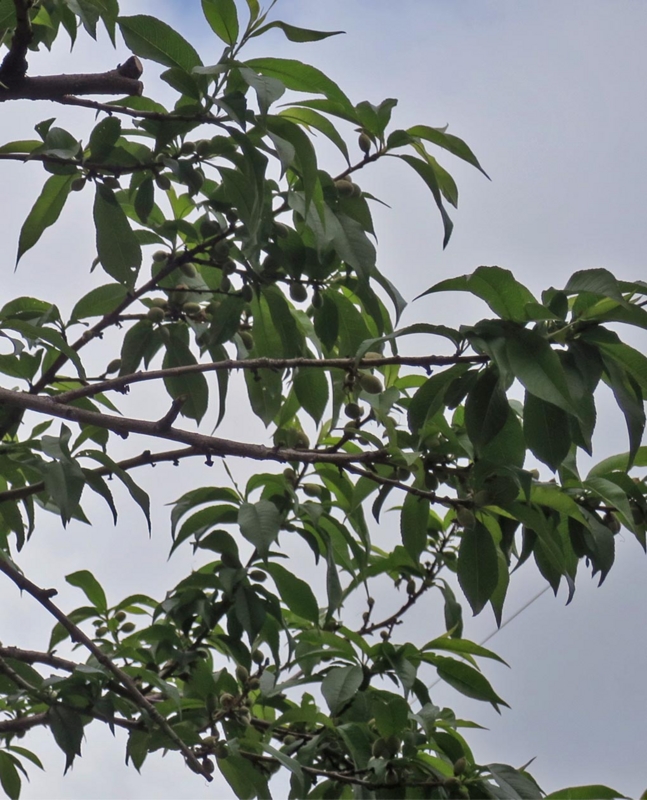 f:id:atarou:20150610064525j:image
