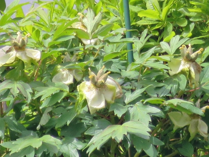 f:id:atarou:20150611064737j:image