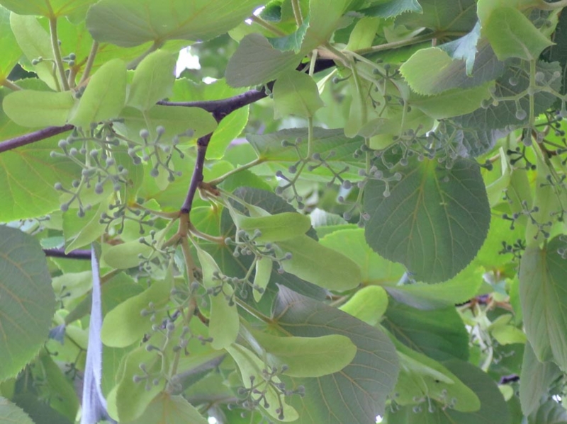 f:id:atarou:20150611070257j:image