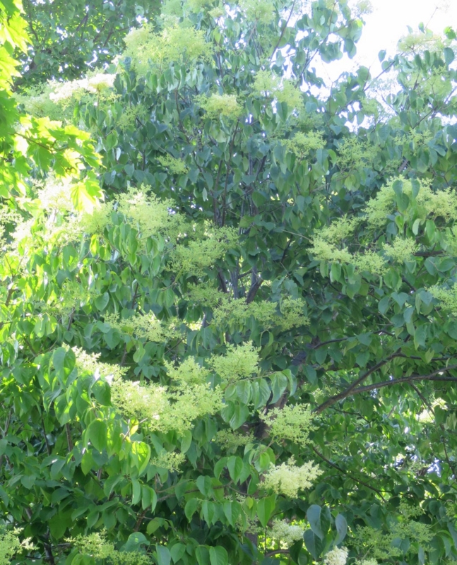 f:id:atarou:20150619065642j:image f:id:atarou:20150619065642j:image