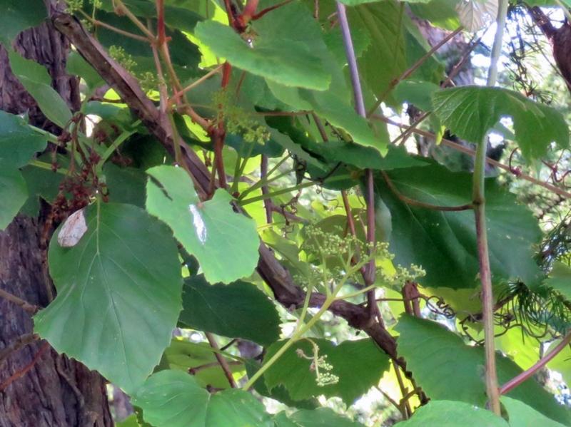 f:id:atarou:20150619070902j:image f:id:atarou:20150619070902j:image