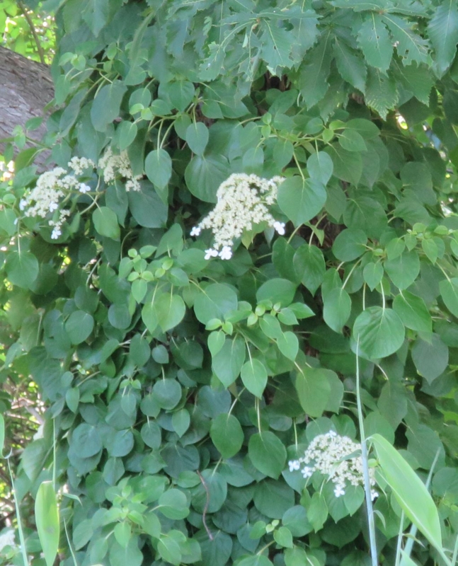 f:id:atarou:20150619070904j:image f:id:atarou:20150619070904j:image
