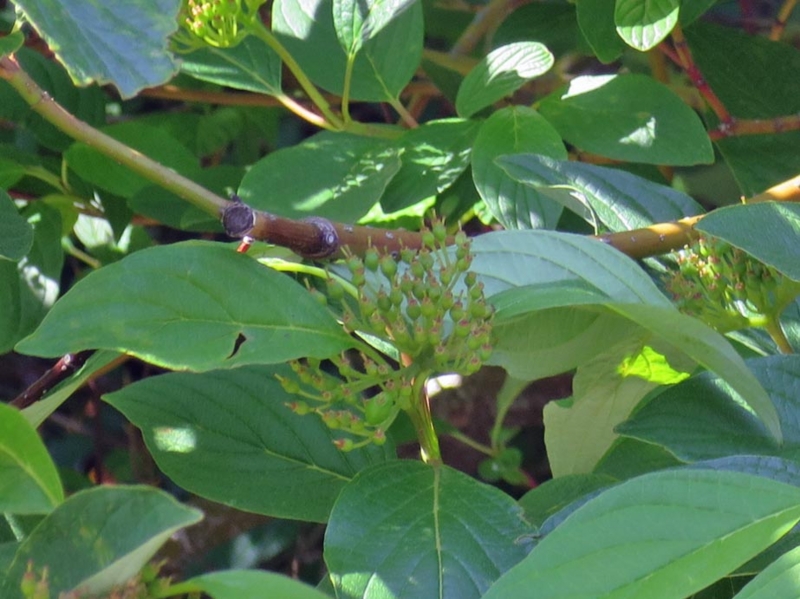f:id:atarou:20150619070906j:image f:id:atarou:20150619070906j:image