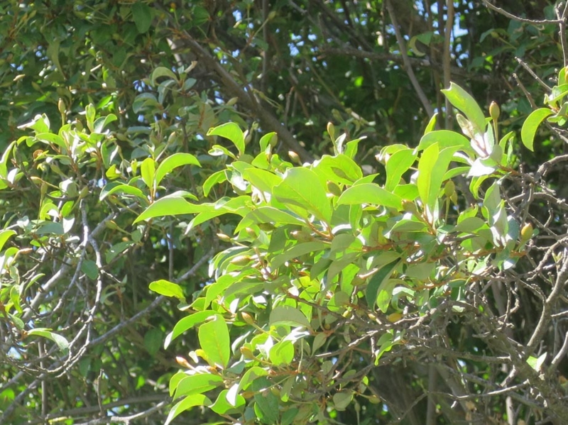 f:id:atarou:20150620063125j:image f:id:atarou:20150620063125j:image
