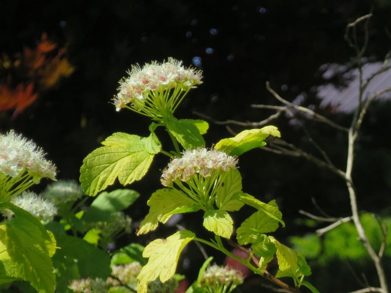 f:id:atarou:20150620063850j:image f:id:atarou:20150620063850j:image