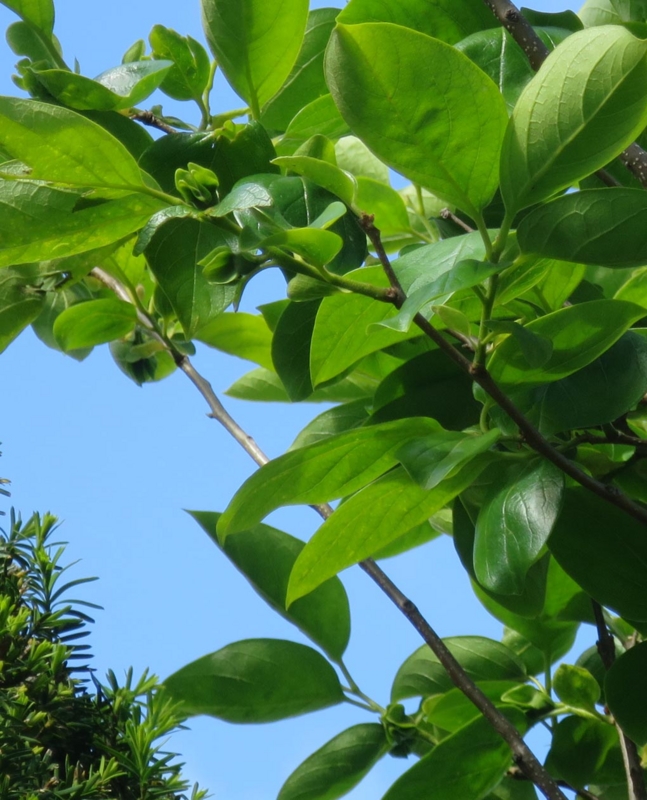 f:id:atarou:20150621070557j:image