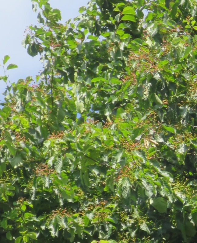 f:id:atarou:20150621070602j:image