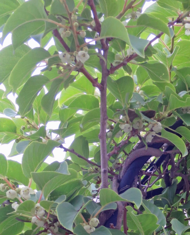 f:id:atarou:20150624064958j:image