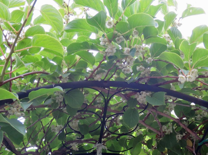 f:id:atarou:20150624065000j:image