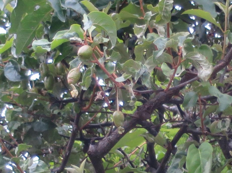 f:id:atarou:20150624065314j:image