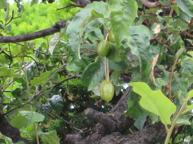 f:id:atarou:20150624065654j:image