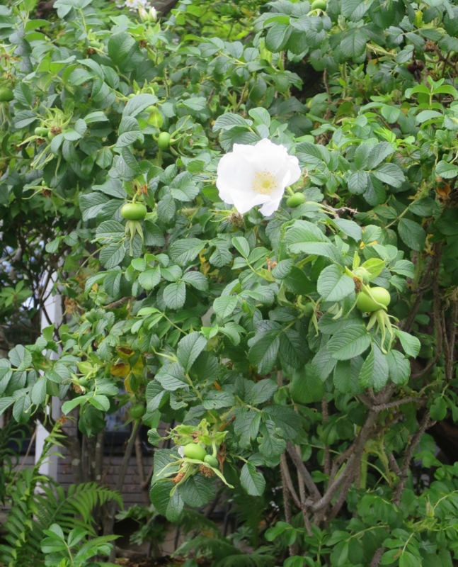 f:id:atarou:20150625065638j:image