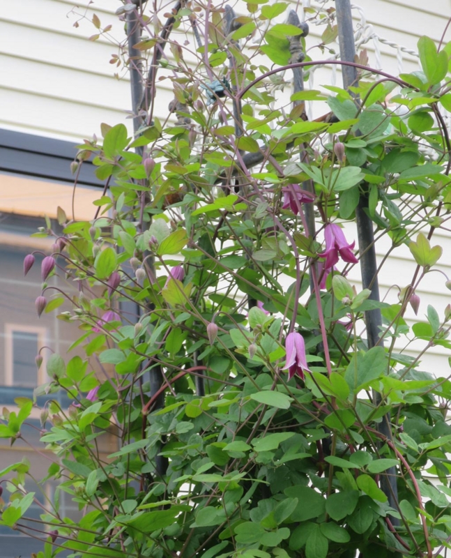 f:id:atarou:20150625082655j:image