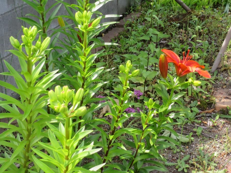 f:id:atarou:20150627064010j:image