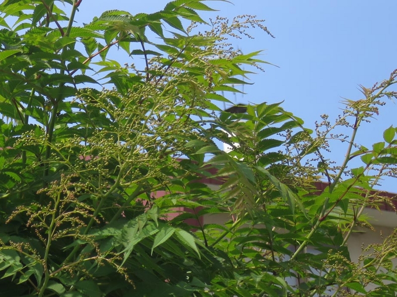 f:id:atarou:20150627064013j:image