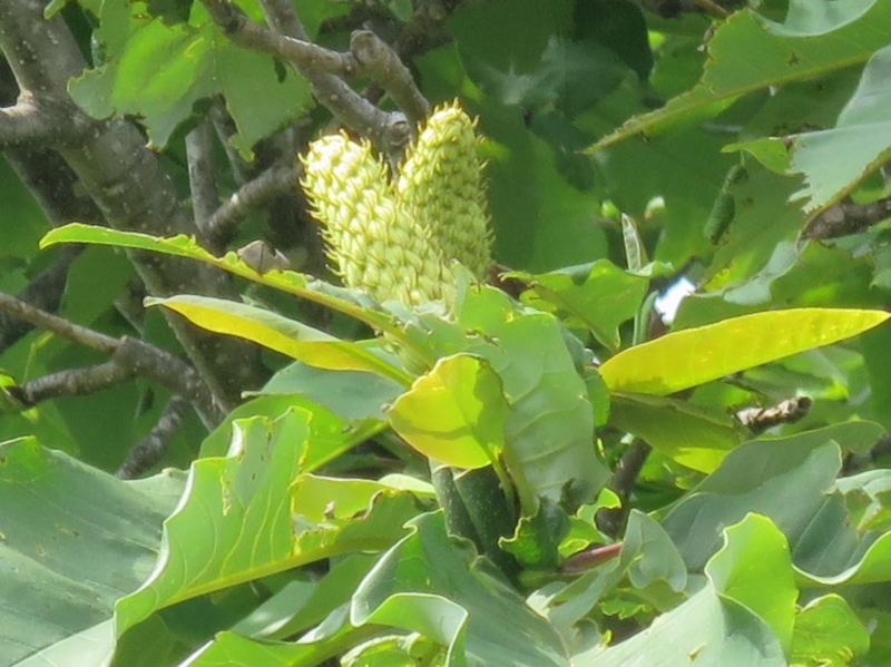 f:id:atarou:20150627064635j:image