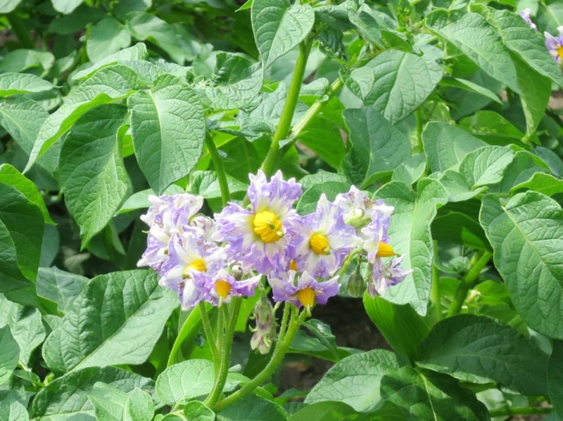 f:id:atarou:20150627065121j:image