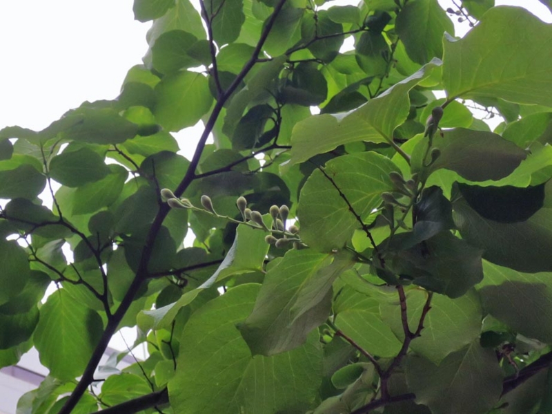 f:id:atarou:20150630084040j:image