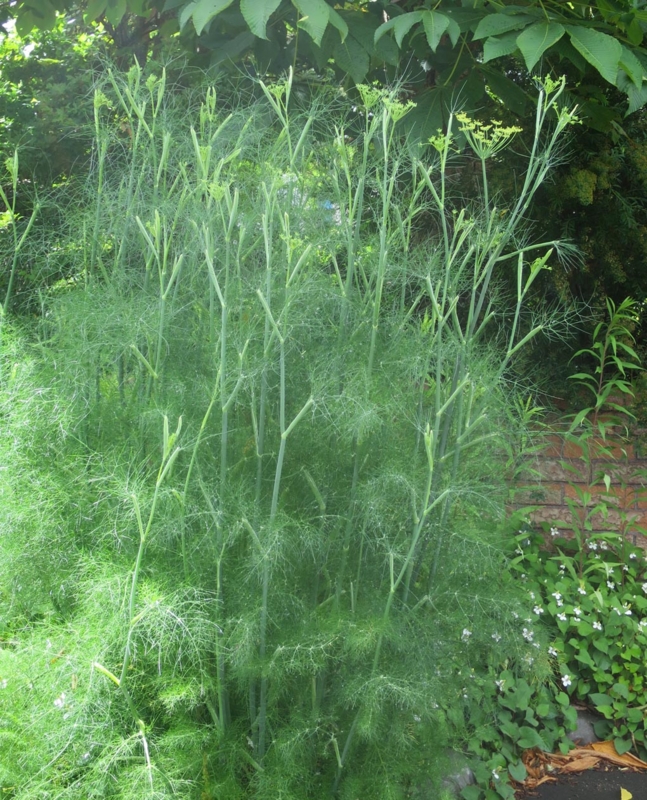 f:id:atarou:20150708070501j:image