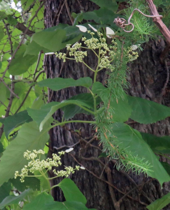 f:id:atarou:20150708071233j:image