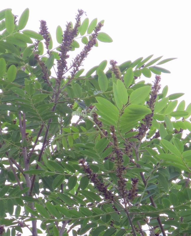 f:id:atarou:20150715061549j:image