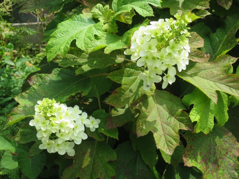 f:id:atarou:20150715063353j:image