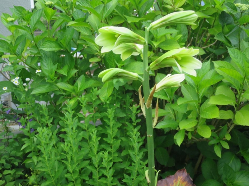 f:id:atarou:20150715063355j:image