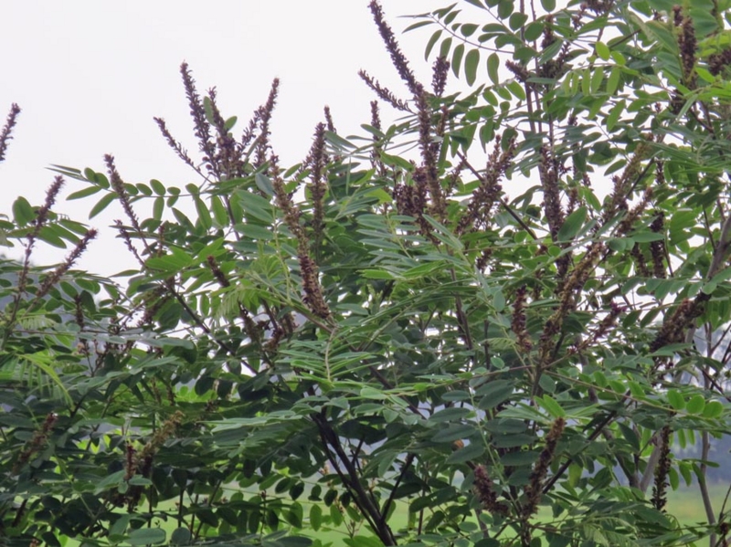 f:id:atarou:20150715065244j:image
