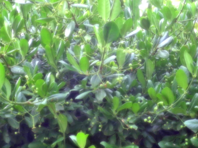 f:id:atarou:20150807090757j:image