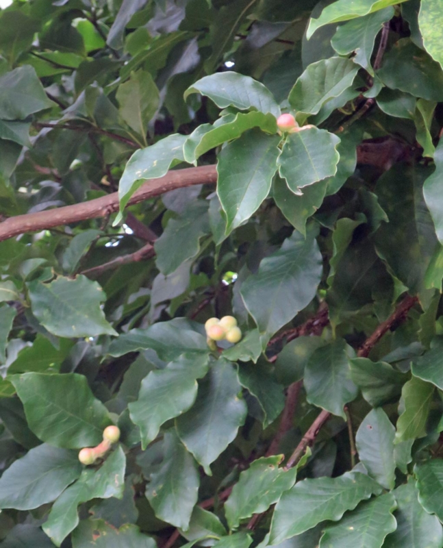 f:id:atarou:20150813085153j:image