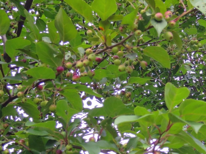 f:id:atarou:20150813085155j:image