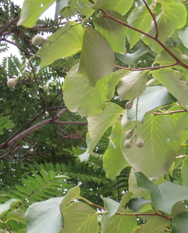 f:id:atarou:20150814063550j:image f:id:atarou:20150814063550j:image